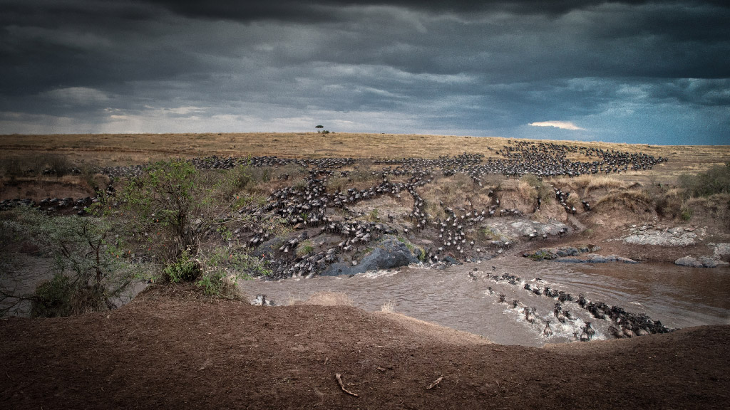 WILDEBEEST MIGRATION