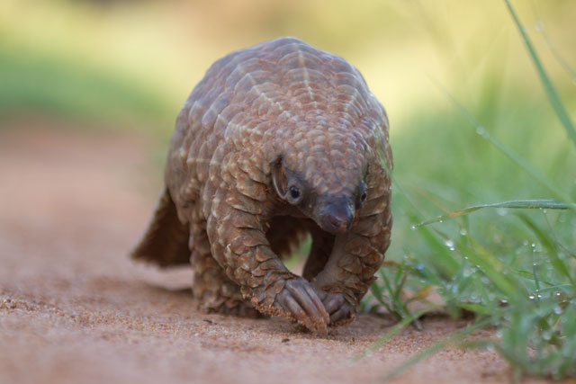 pangolin