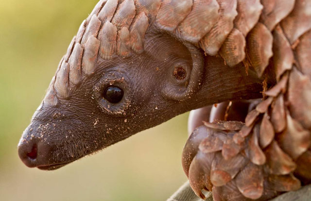 pangolin