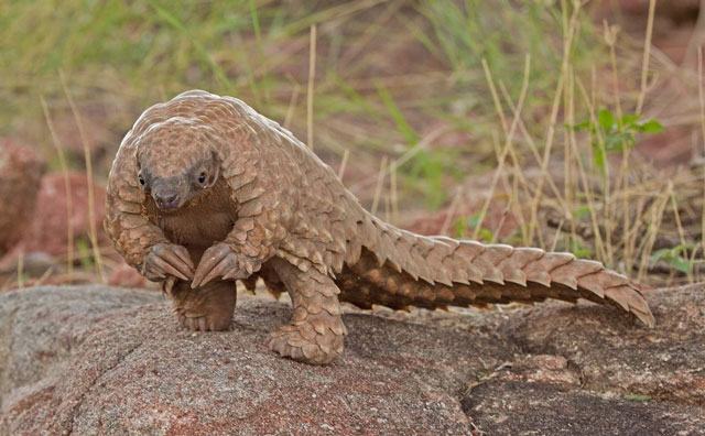 The Birth Of A Pangolin Africa Geographic