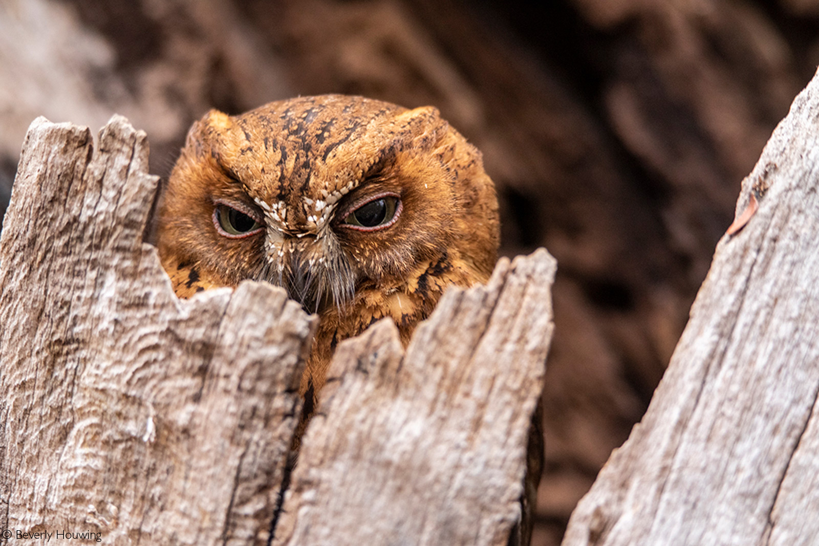 A Madagascar scops-owl. Kirindy Mitea National Park, Madagascar © Beverly Houwing
