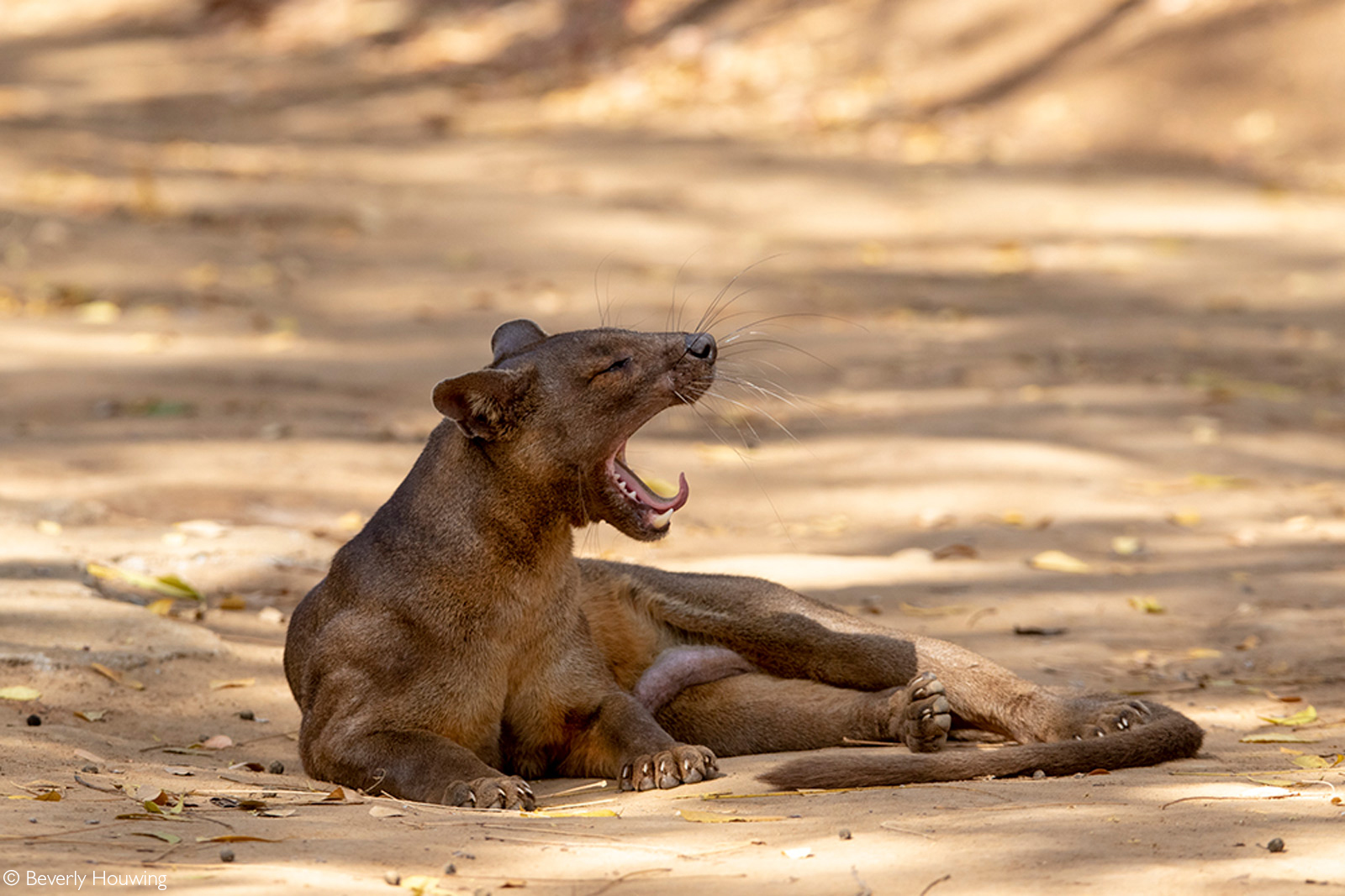 A yawning fossa. Kirindy Mitea National Park, Madagascar © Beverly Houwing