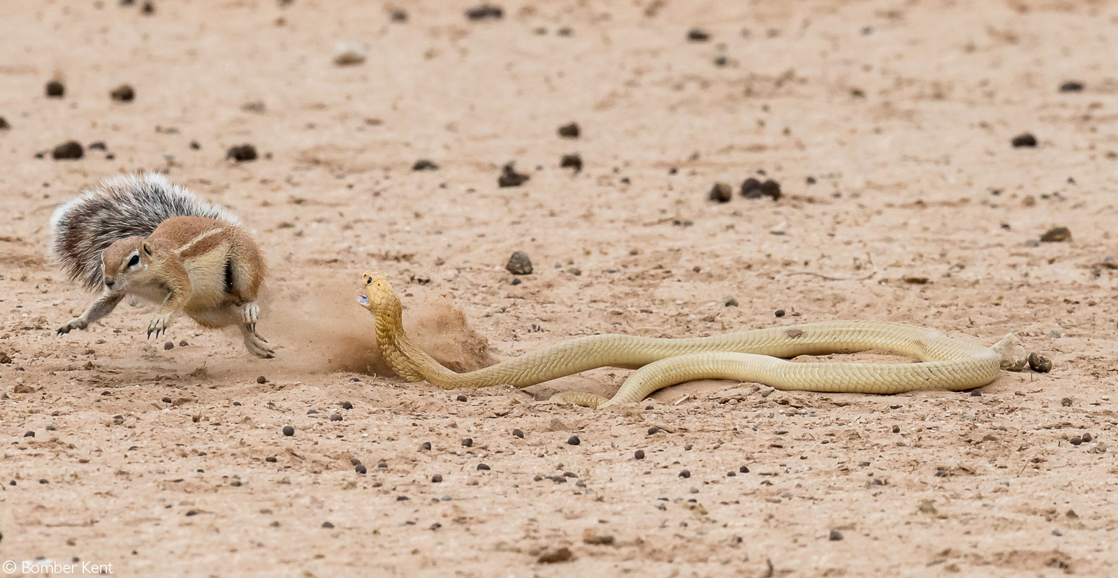 A Cape ground squirrel defends its den from a Cape cobra. Kgalagadi Transfrontier Park, South Africa © Bomber Kent