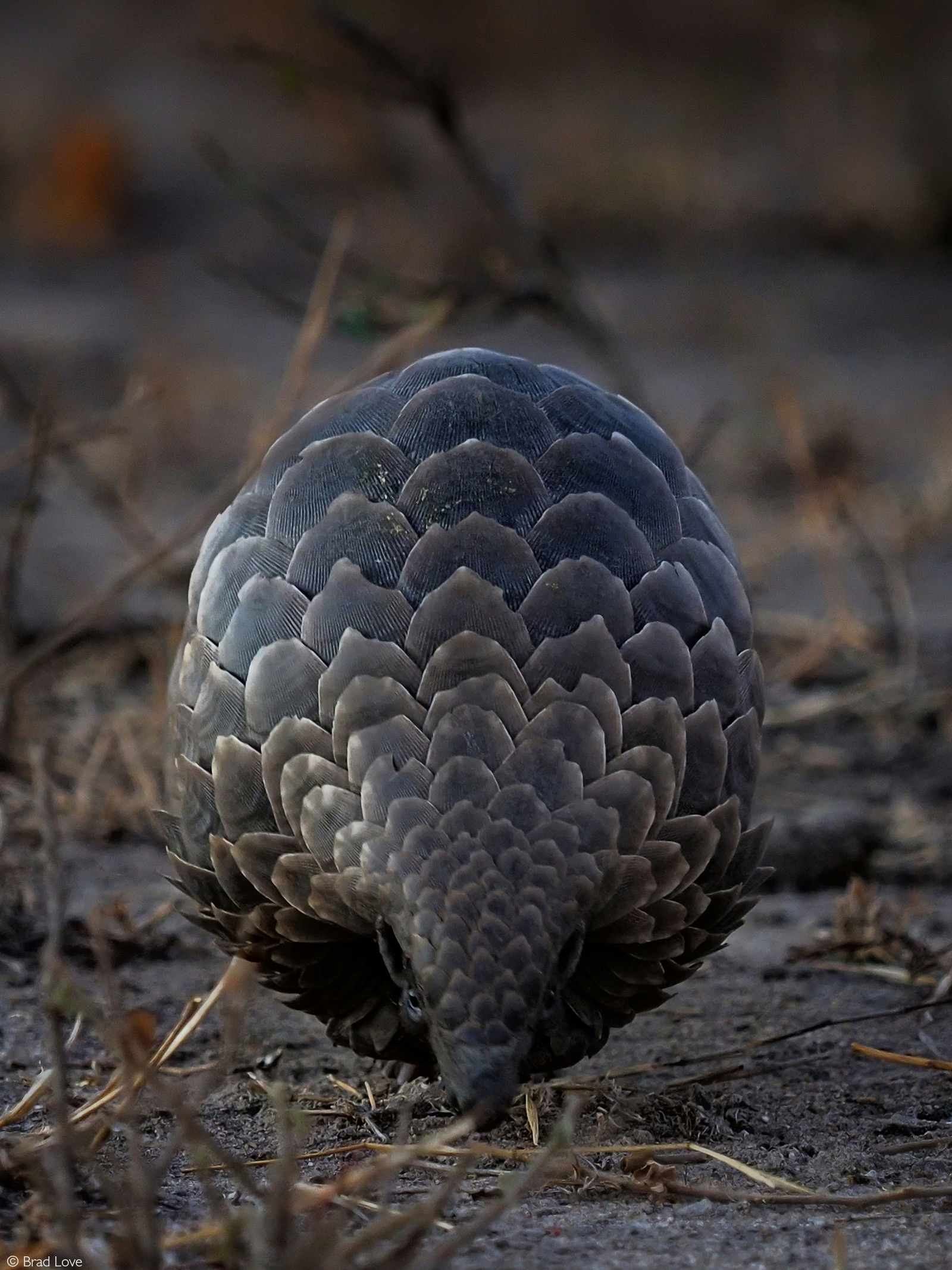 A ground pangolin, also known as Temminck's pangolin, foraging for ants and termites. South Africa © Brad Love