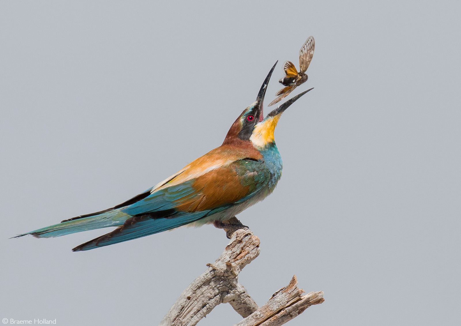 A European bee-eater attempts to catch a moth for his meal. Cape Town, South Africa © Braeme Holland