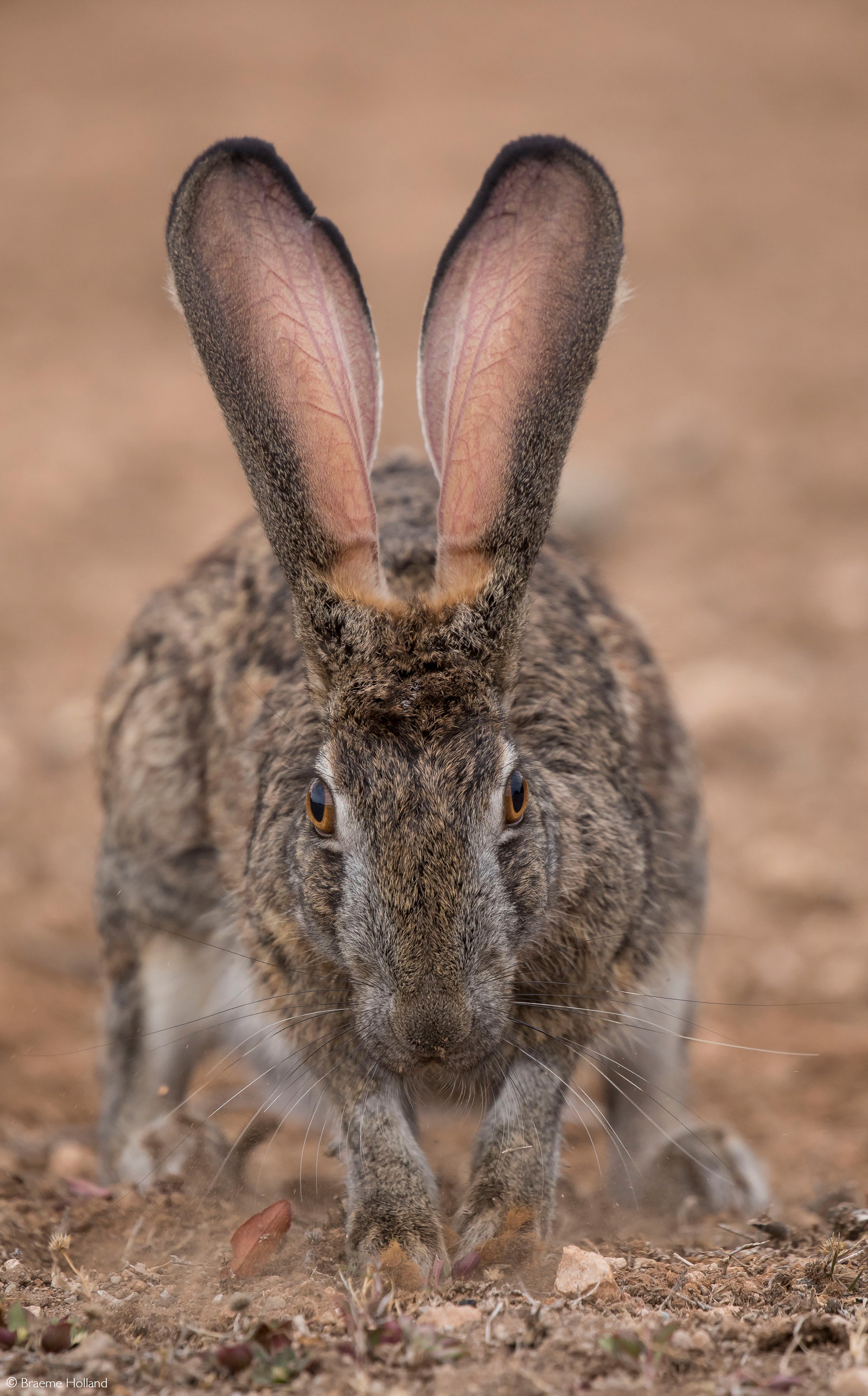 Eye to eye with a scrub hare. Addo Elephant National Park, South Africa © Braeme Holland