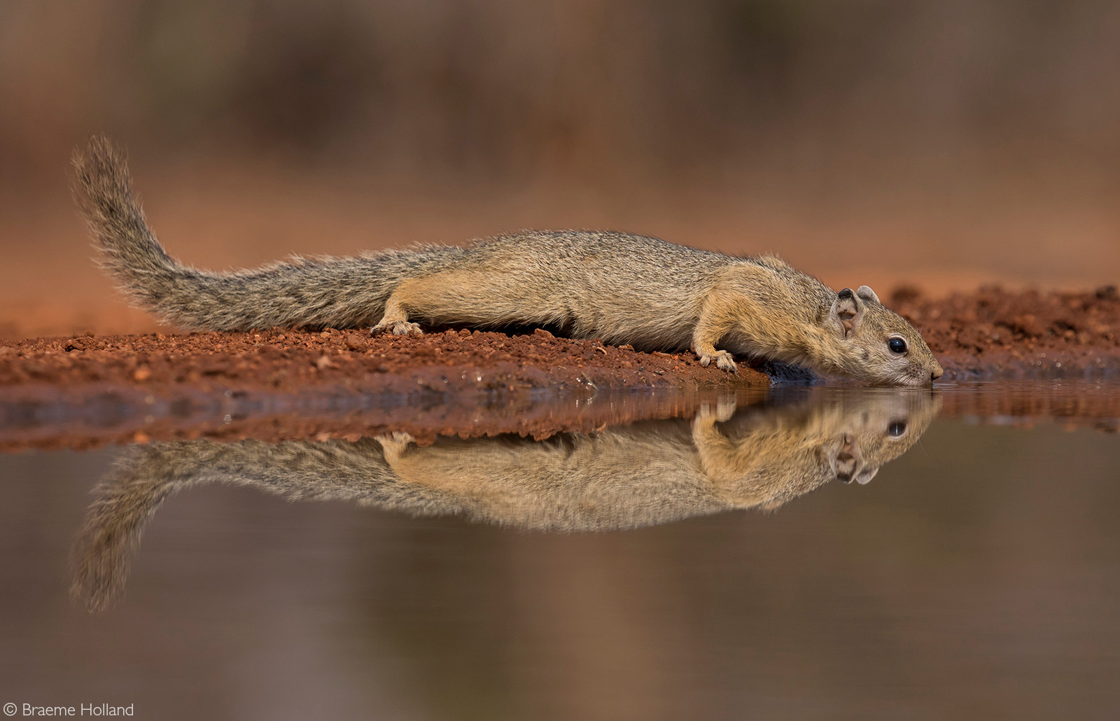 A tree squirrel producers a mirror image reflection while drinking water. Karongwe Private Game Reserve, South Africa © Braeme Holland
