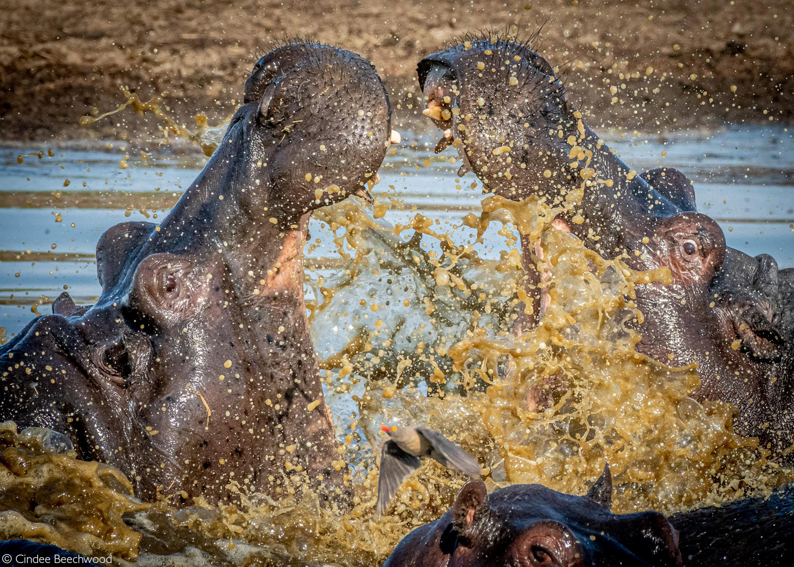 A red-billed oxpecker flees as tempers flare between hippos. Okavango Delta, Botswana © Cindee Beechwood