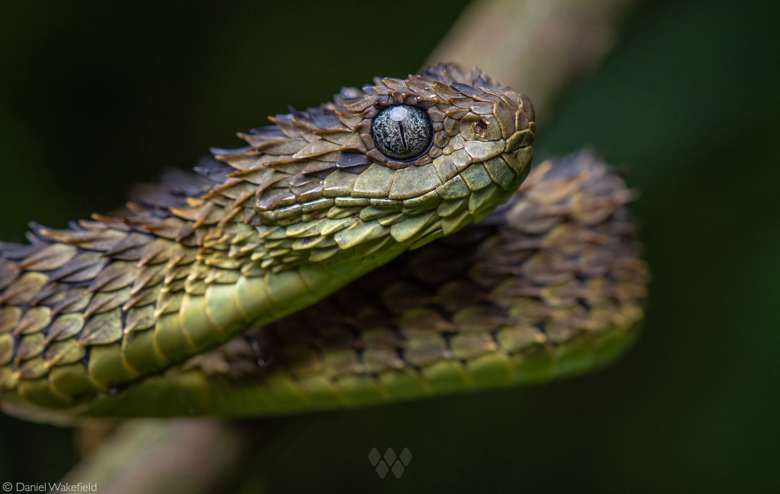 rough-scaled bush viper (Atheris hispida). West of Kampala, Uganda © Daniel Wakefield