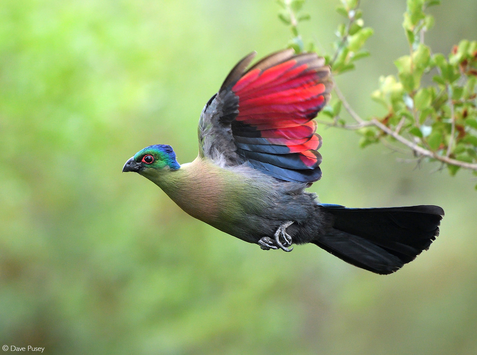 A purple-crested turaco in flight. Kruger National Park, South Africa © Dave Pusey
