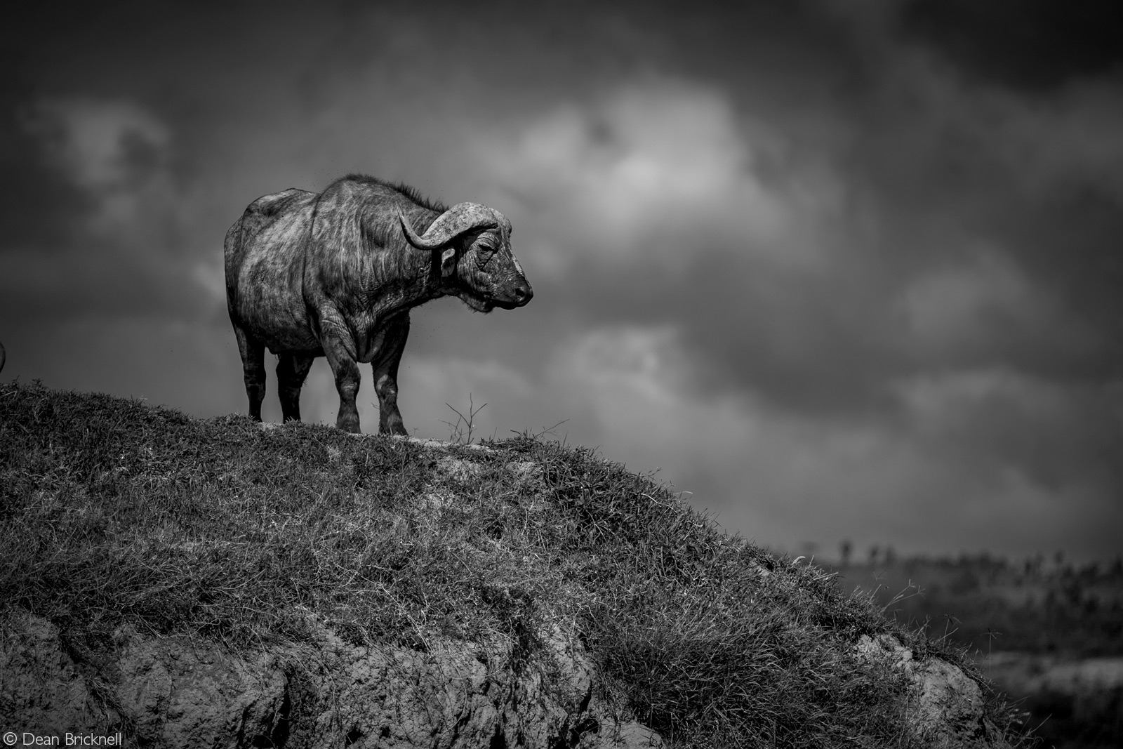 Cape buffalo on the look out. Lake Nakuru National Park, Kenya © Dean Bricknell