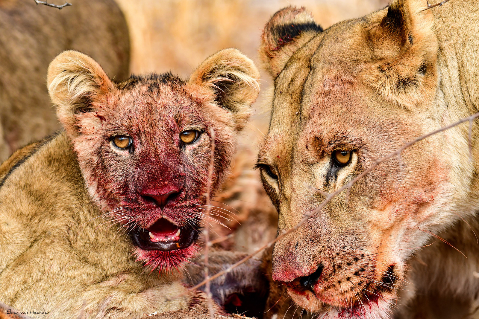 Lioness and cub whilst feeding. Central Kalahari Game Reserve,Botswana © Eben van Heerden