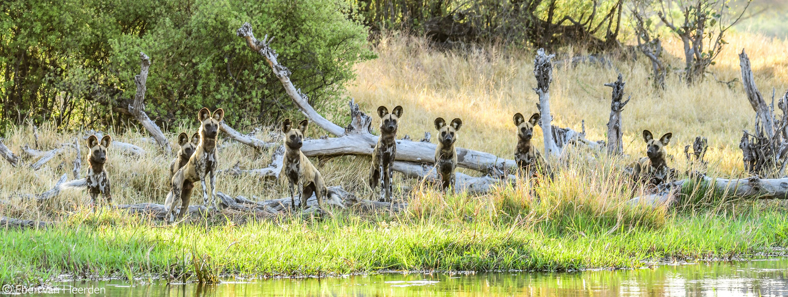 A pack of painted wolves (African wild dogs) watch a herd of impala on the other side of the Khwai River. Okavango Delta, Botswana © Eben Van Heerden