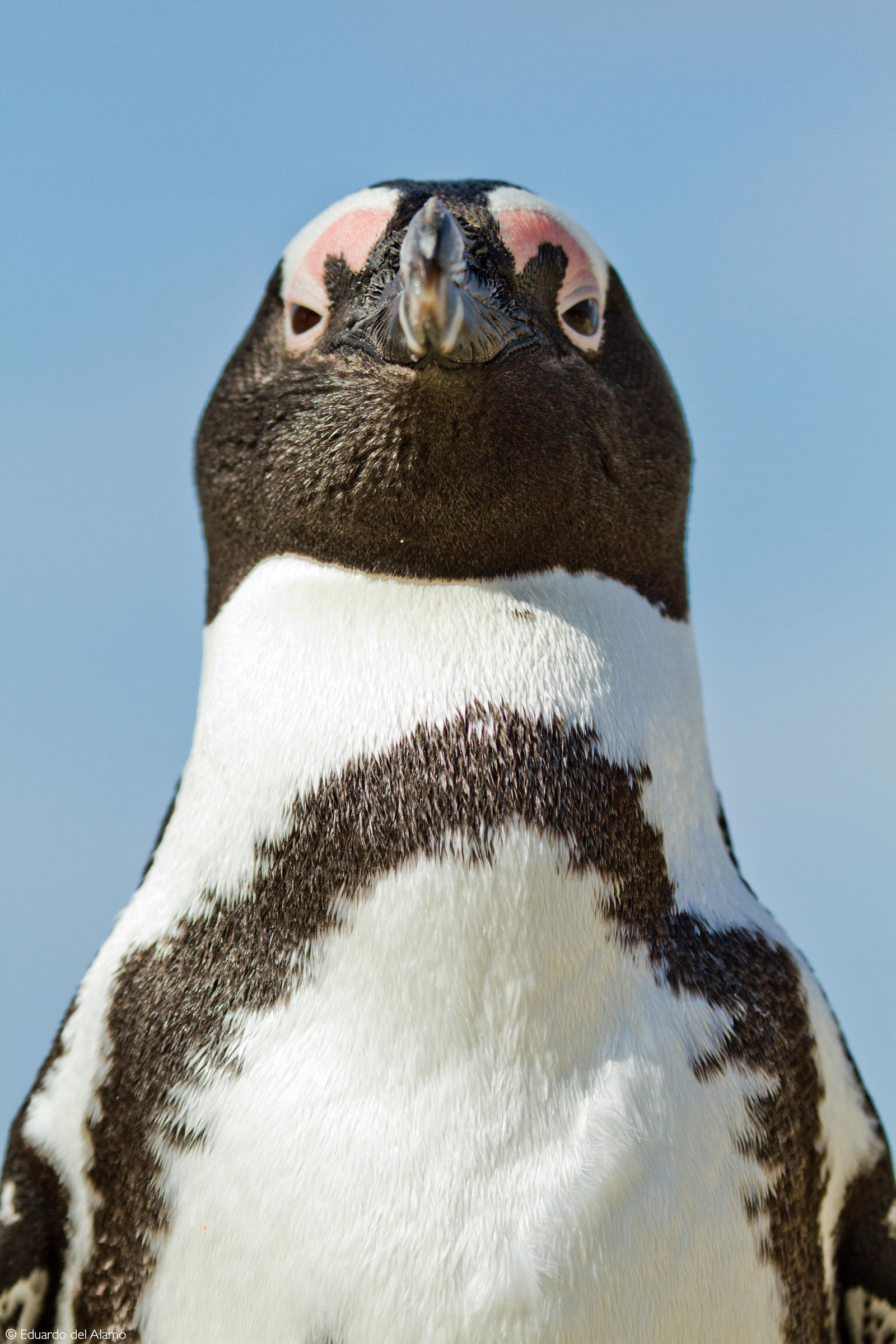 An African penguin. Betty's Bay, South Africa © Eduardo del Alamo