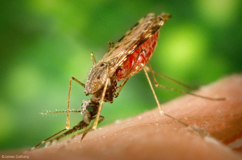 malaria