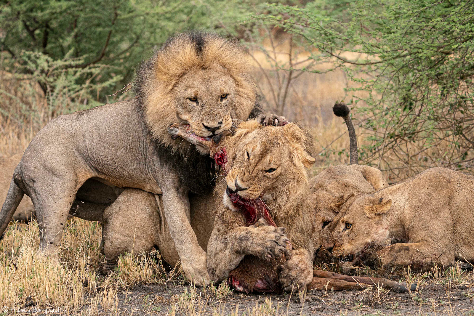 Lions fight over an impala carcass. Chobe National Park, Botswana © Francis Bompard
