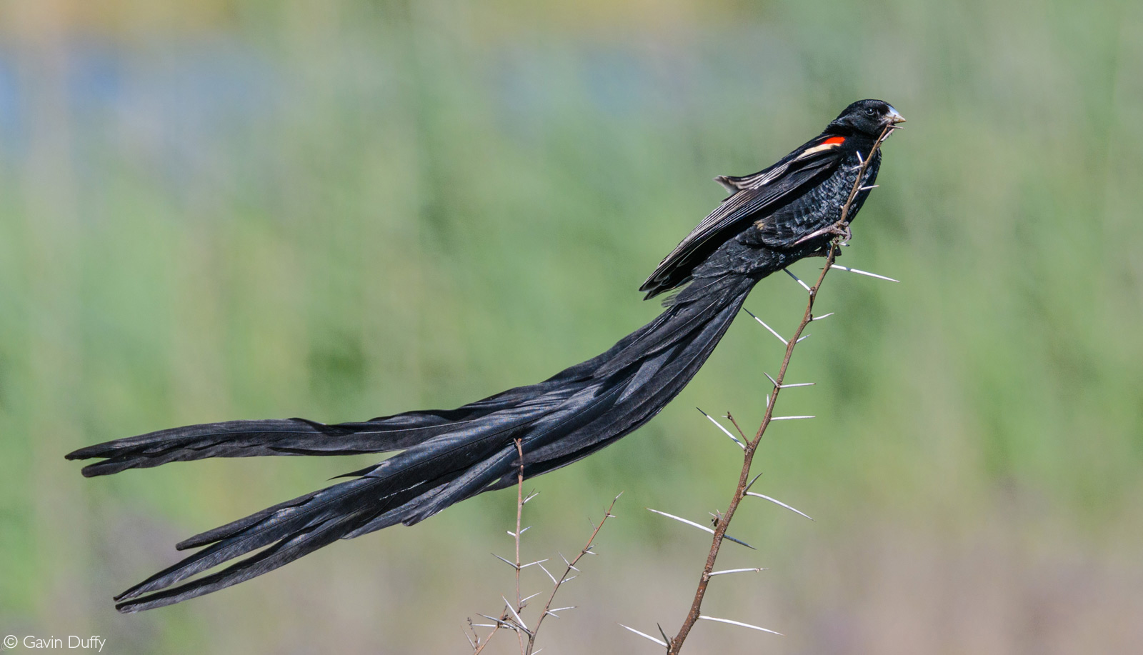 A long-tailed widowbird displays its plumage. Marievale Bird Sanctuary, South Africa © Gavin Duffy