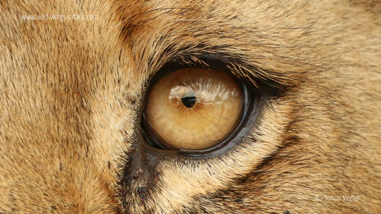 Why Are Lions Pupils Round