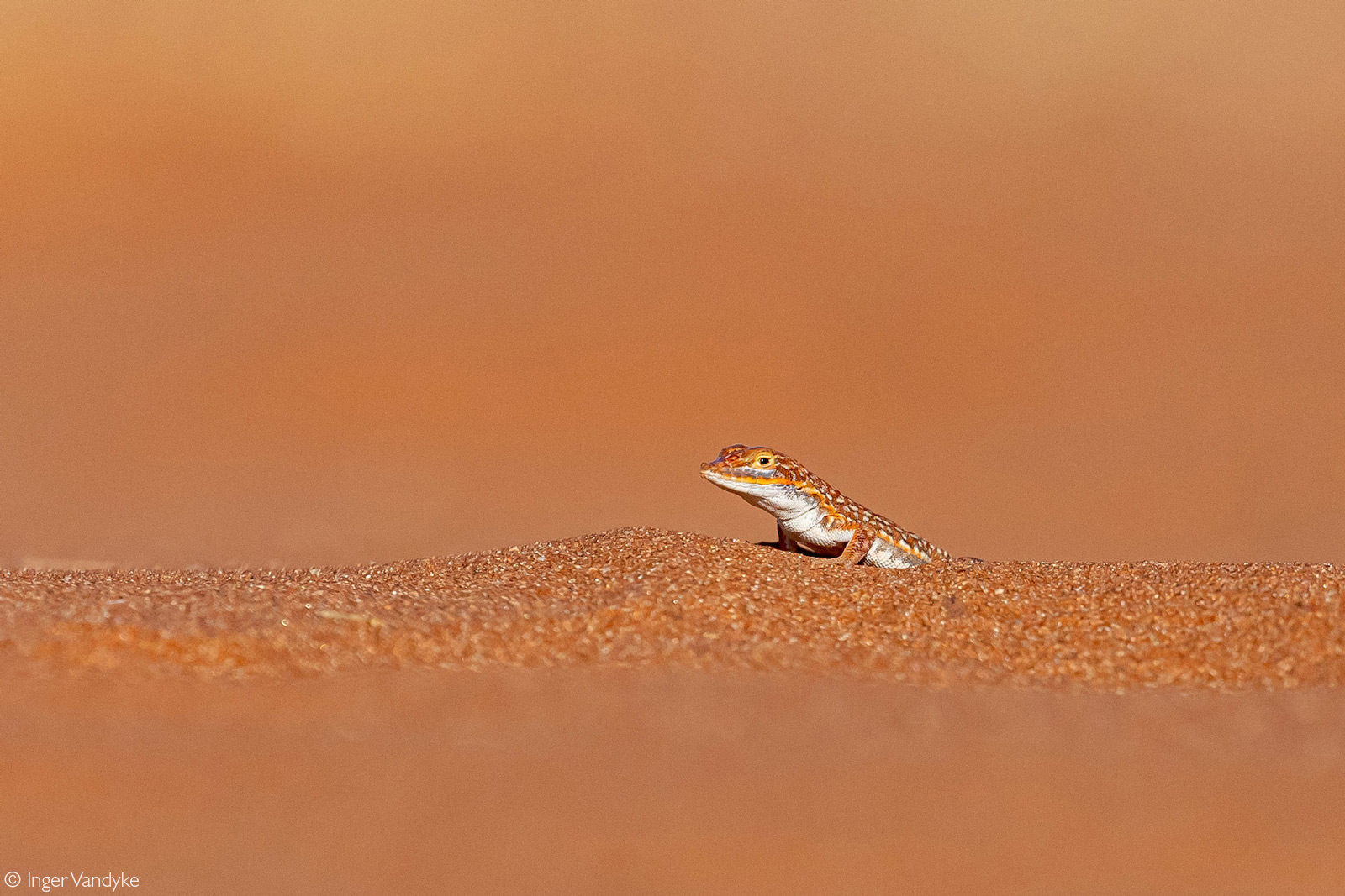 A shovel-snouted lizard (Zeros anchietae). Sossusvlei, Namibia © Inger Vandyke