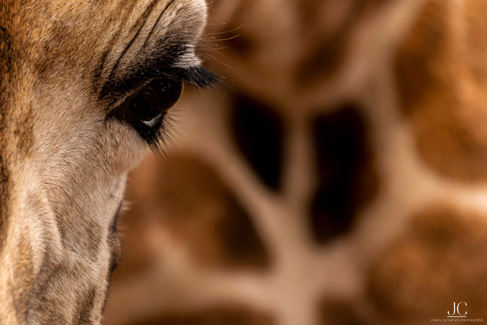 A giraffe close up. Maasai Mara National Reserve, Kenya © Jason Clendenen