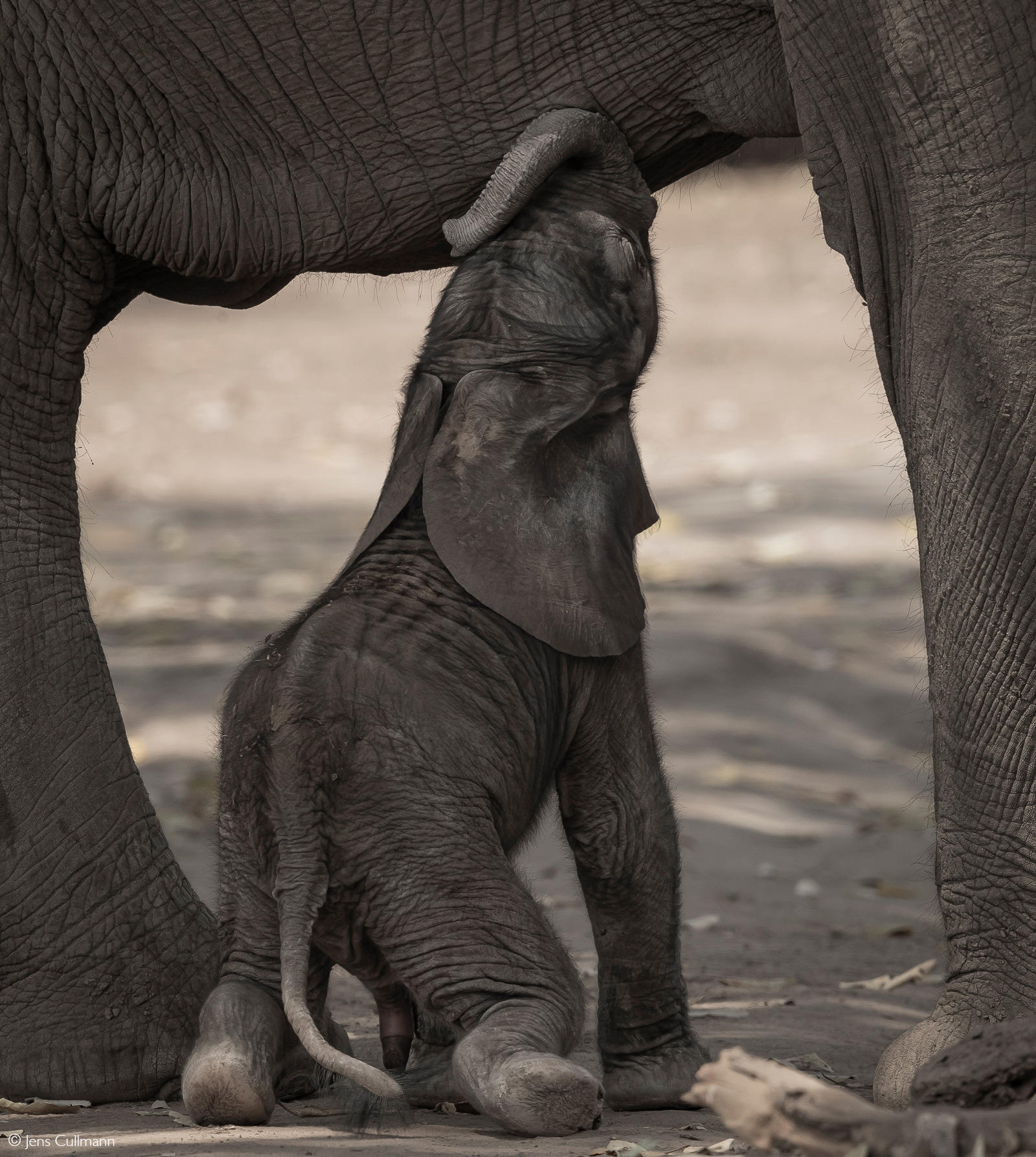 A very young elephant calf attempt to suckle from its mother. Mana Pools National Park, Zimbabwe © Jens Cullmann