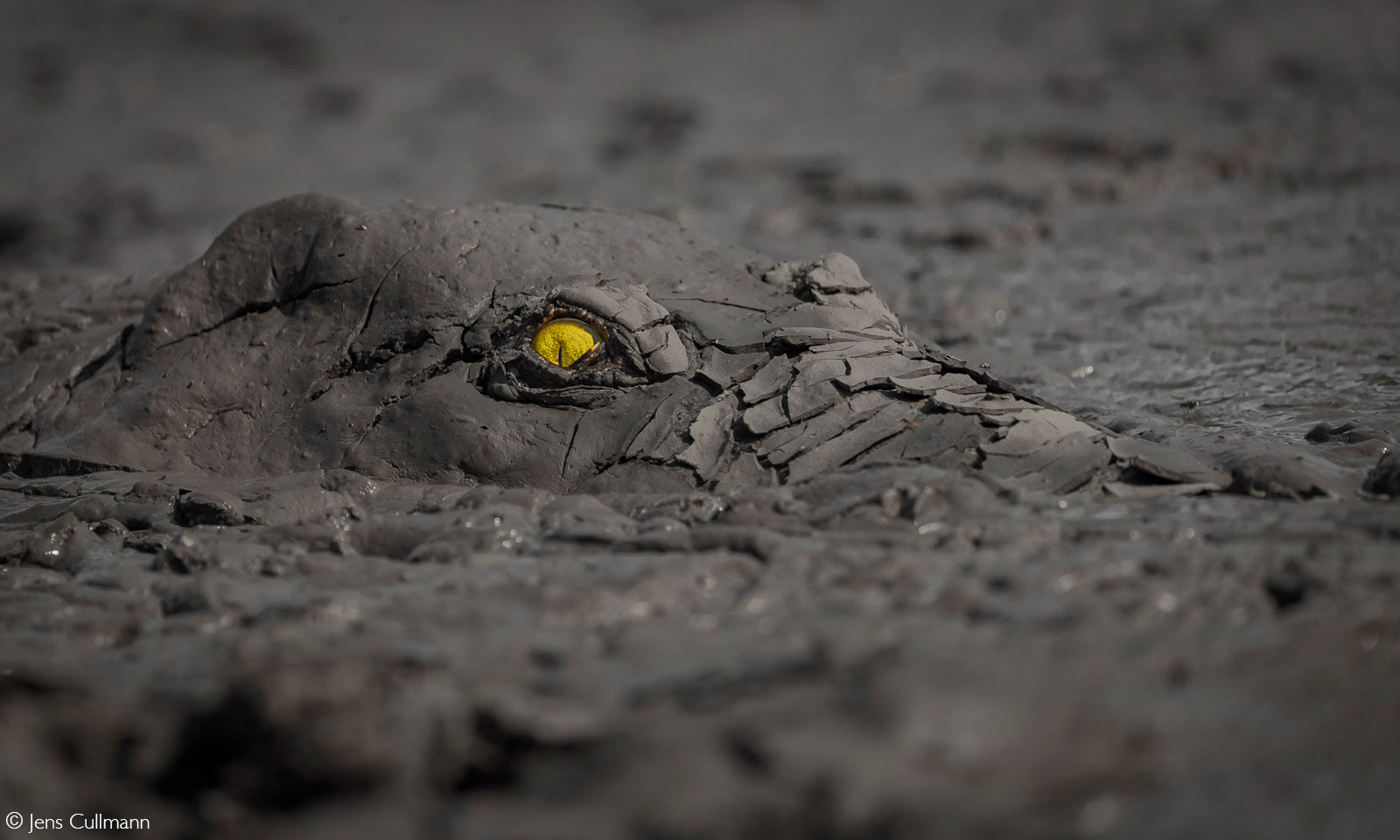 A crocodile opens its eyes while resting in a muddy pool. Mana Pools National Park, Zimbabwe © Jens Cullmann