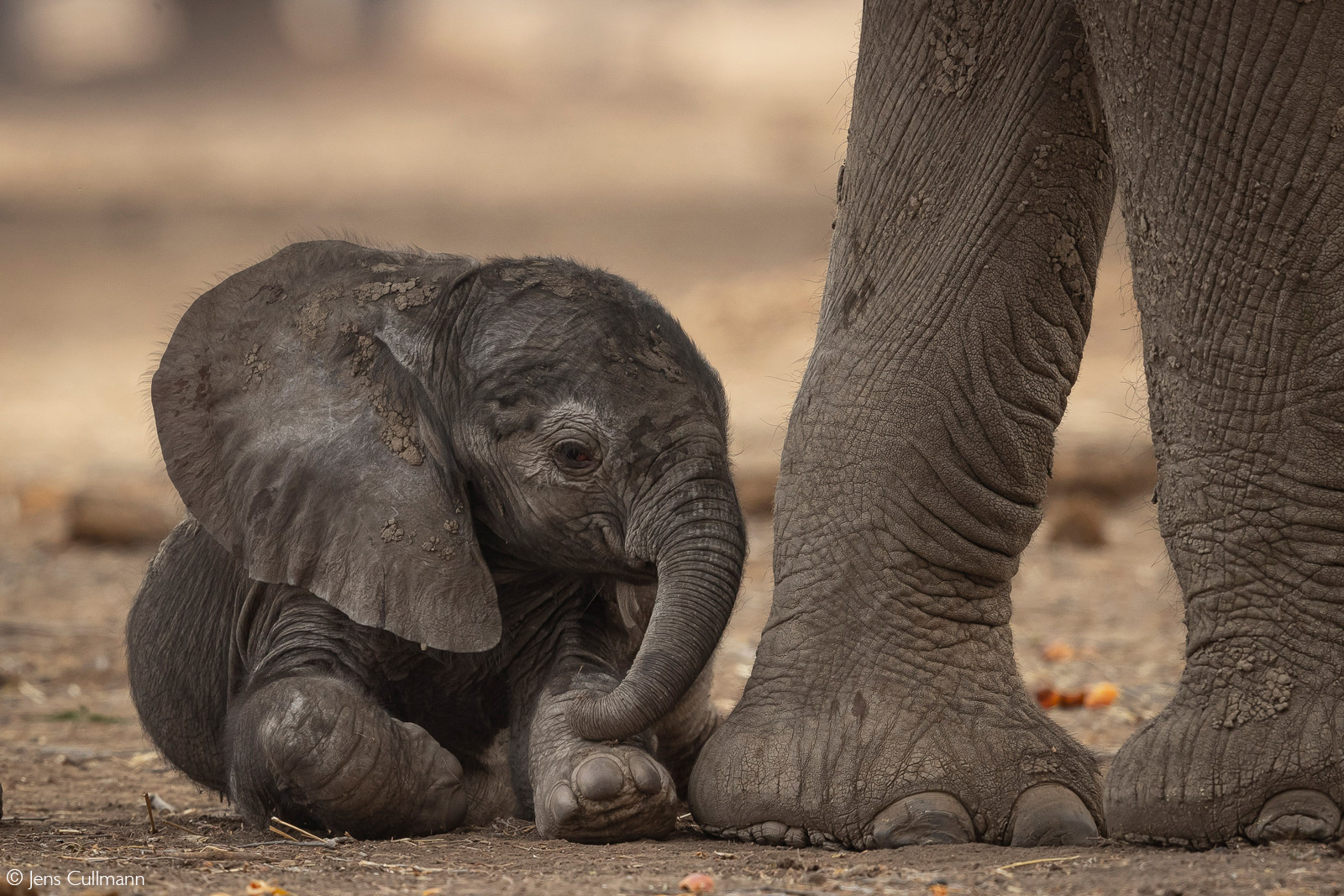 Baby elephant resting between its mother's feet. Mana Pools National Park, Zimbabwe © Jens Cullmann