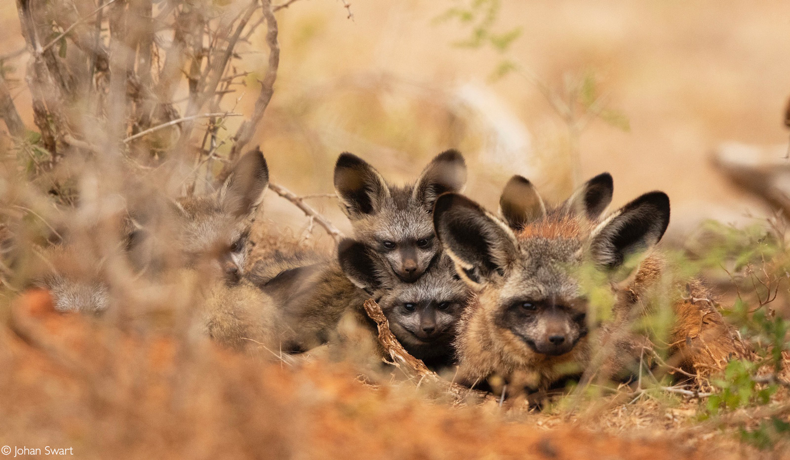 Family of bat-eared foxes. Addo Elephant National Park, South Africa © Johan Swart