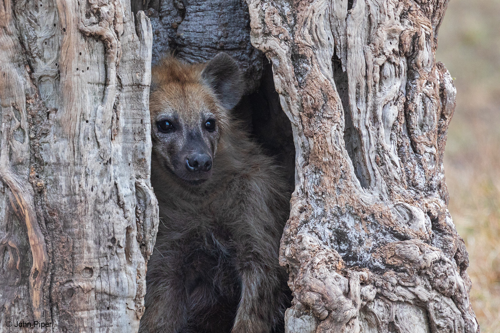 A spotted hyena takes cover inside the hollow trunk of a large tree. Maasai Mara National Reserve, Kenya © John Piper