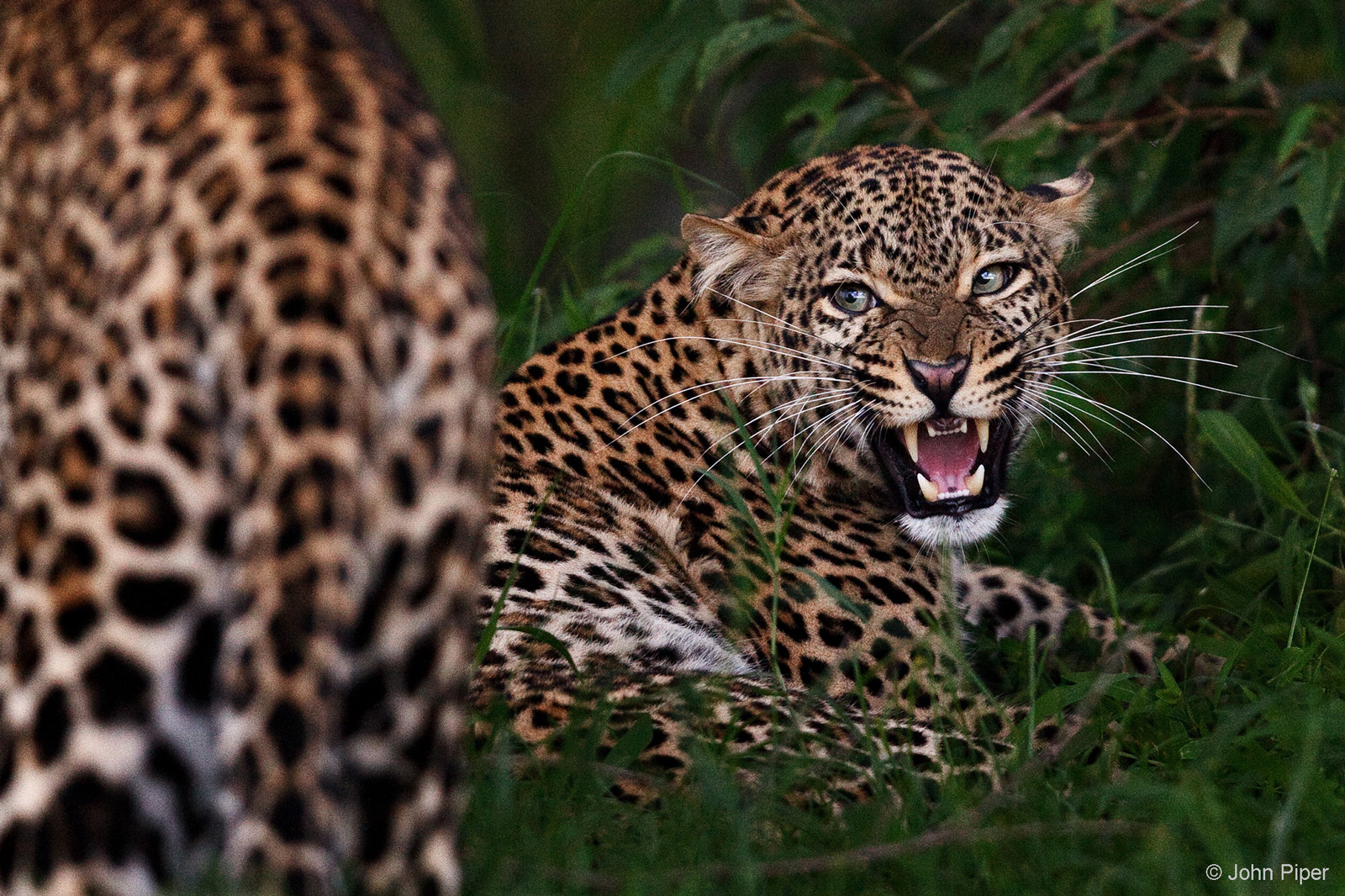 A female leopard makes very clear her displeasure at a male's advances. Mara North Conservancy, Kenya © John Piper