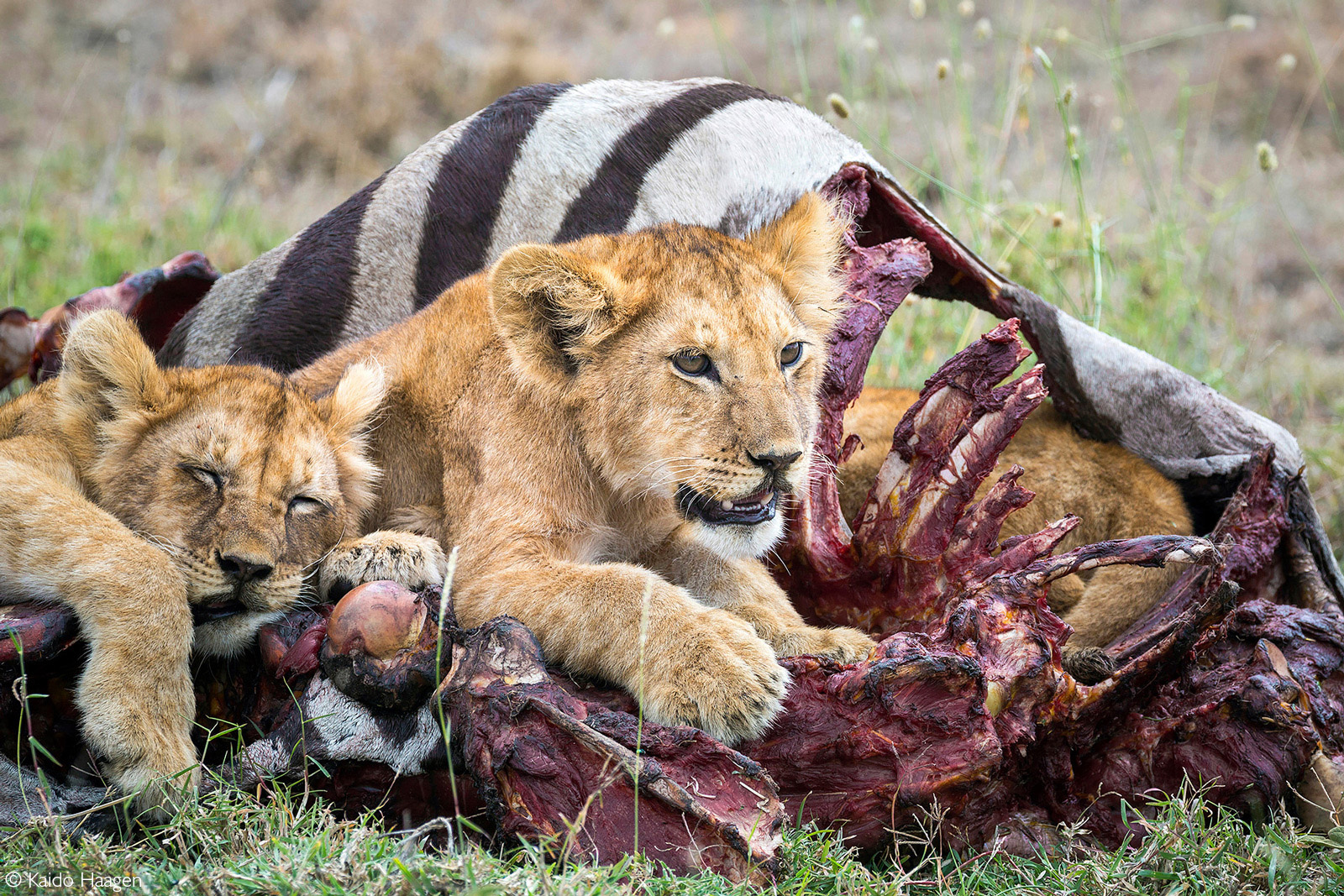Lion cubs rest after having a zebra meal. Serengeti National Park, Tanzania © Kaido Haagen
