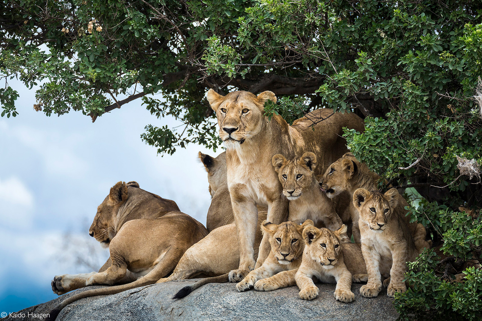 Lion pride with five cubs resting on rocks. Serengeti National Park, Tanzania © Kaido Haagen