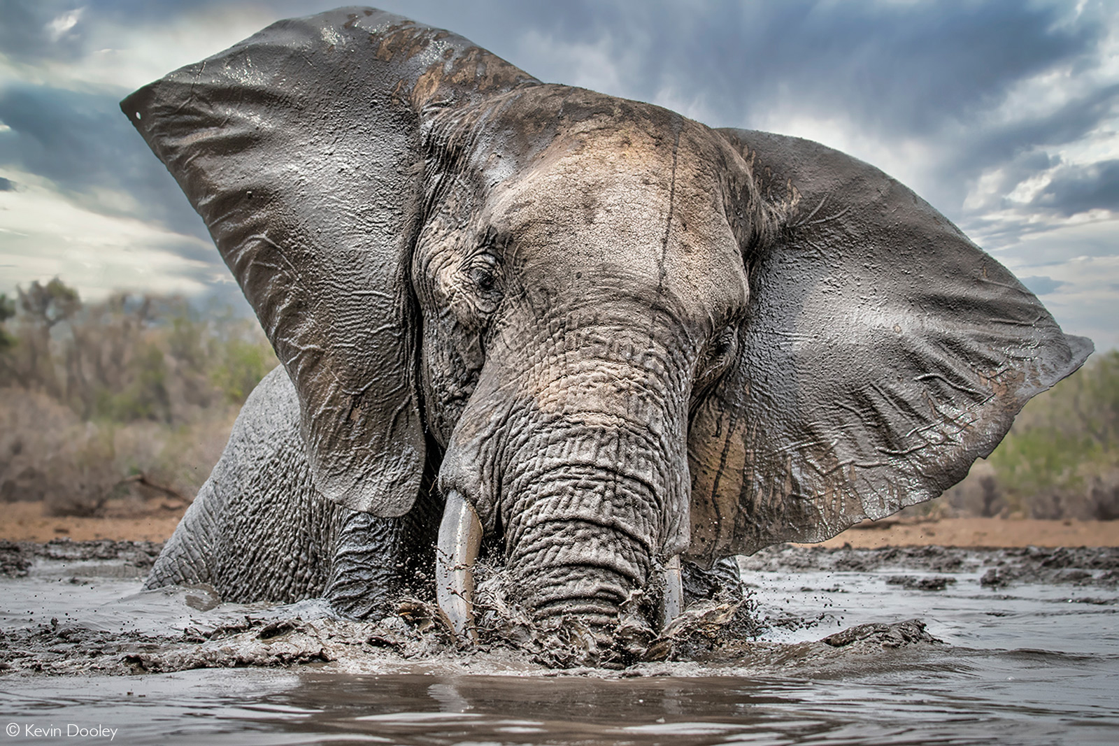 Elephant taking a swim. Mashatu Game Reserve, Botswana © Kevin Dooley