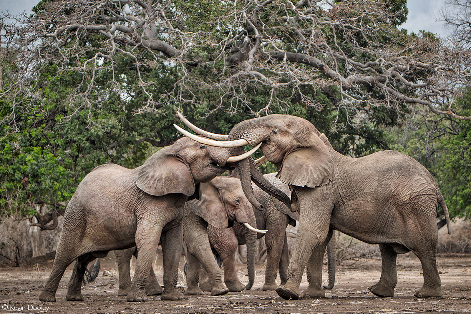 A gathering of elephants. Mana Pools National Park, Zimbabwe © Kevin Dooley