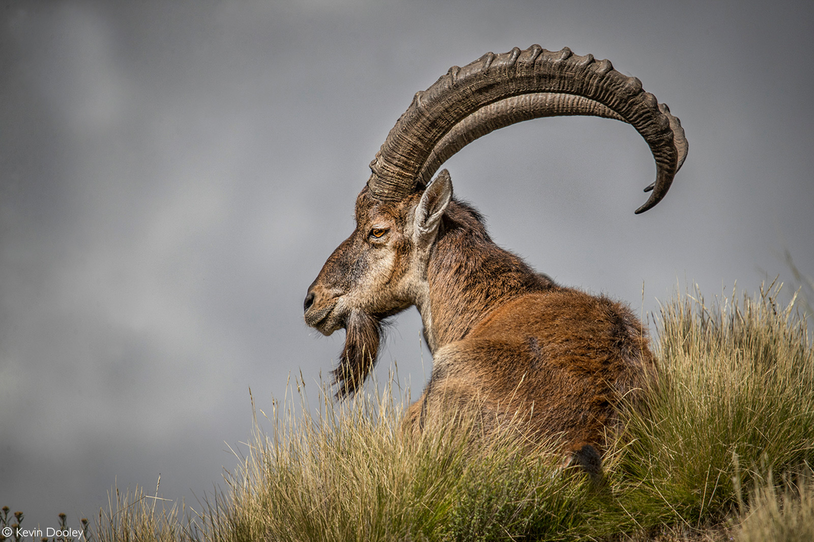 A walia ibex. Simien Mountains National Park, Ethiopia © Kevin Dooley