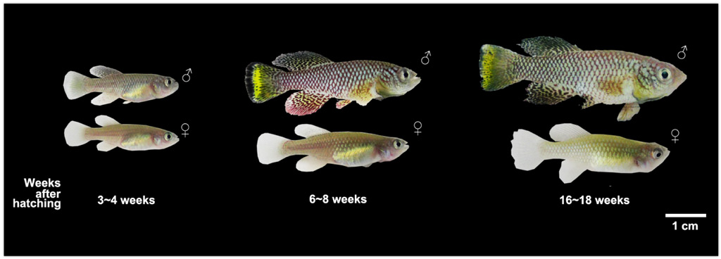 Killifish age cycle