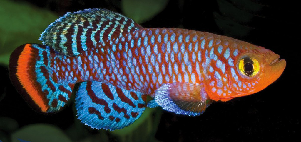 Killifish - shortest lifespan of any animal with a backbone - Africa  Geographic