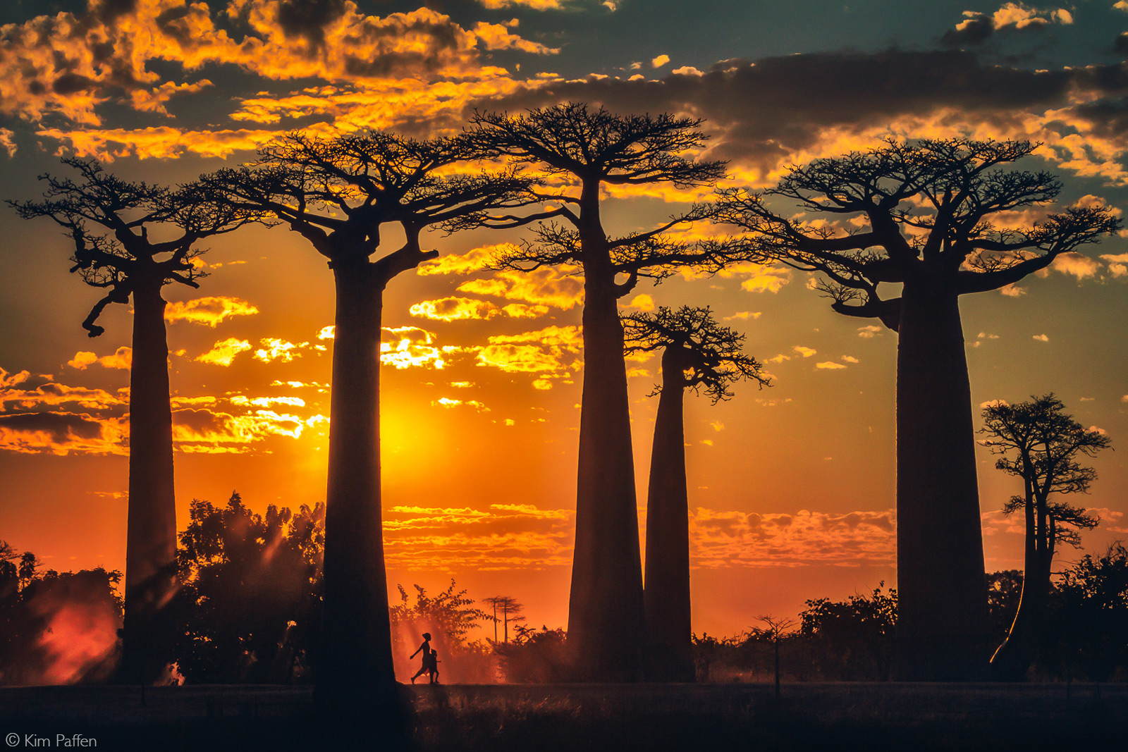Magical spectacle of light and colour at sunset at the Avenue of the Baobabs. Madagascar © Kim Paffen