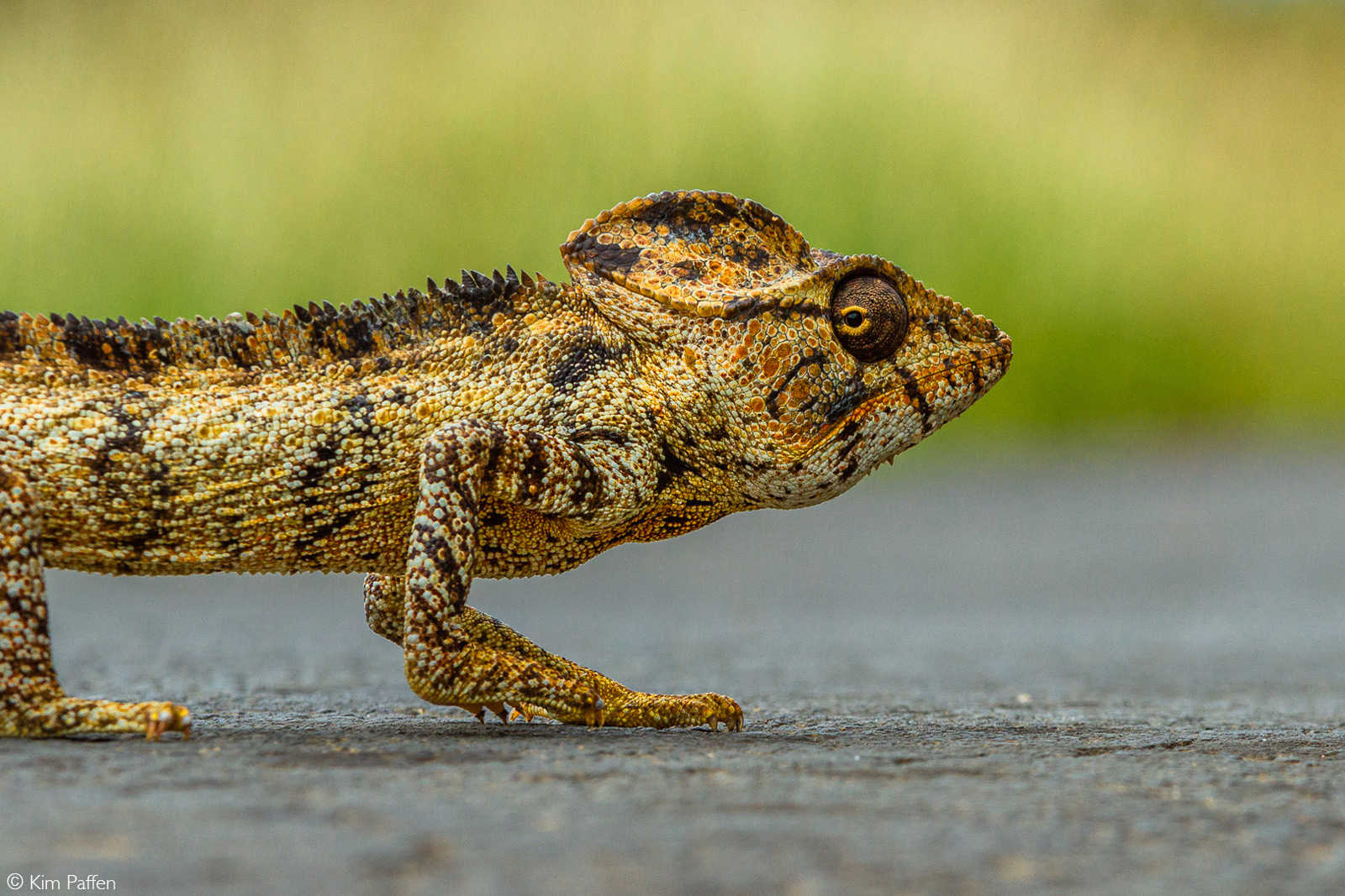 A Malagasy giant chameleon crossing the street on a road along the Bay of Diego-Suarez in Madagascar © Kim Paffen