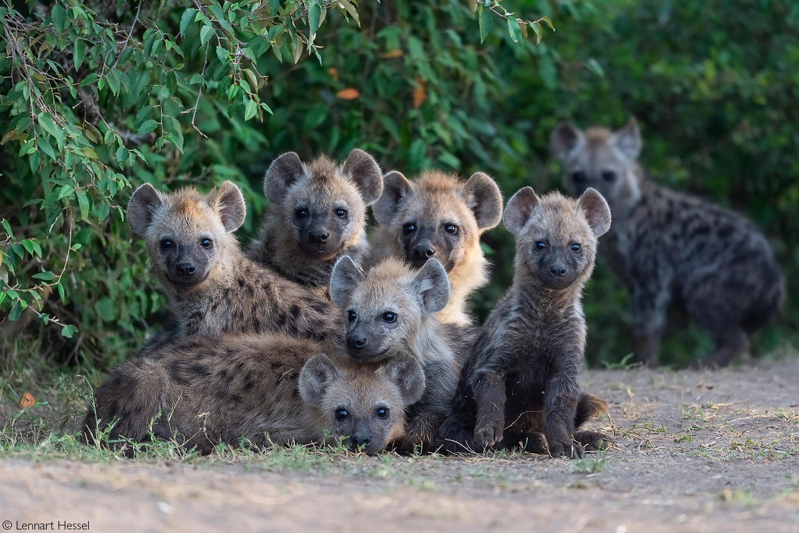 A pile of young spotted hyenas. Maasai Mara National Reserve, Kenya © Lennart Hessel