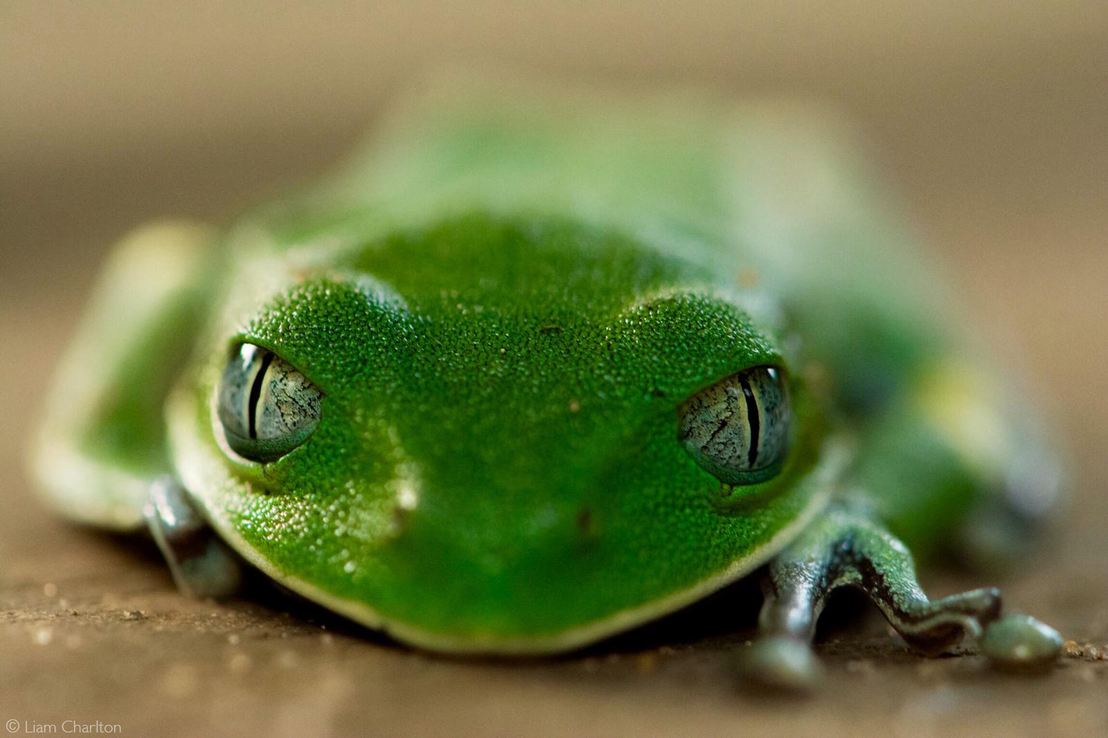 Up close of a green tree frog. Odzala-Kokoua National Park, Republic of Congo © Liam Charlton