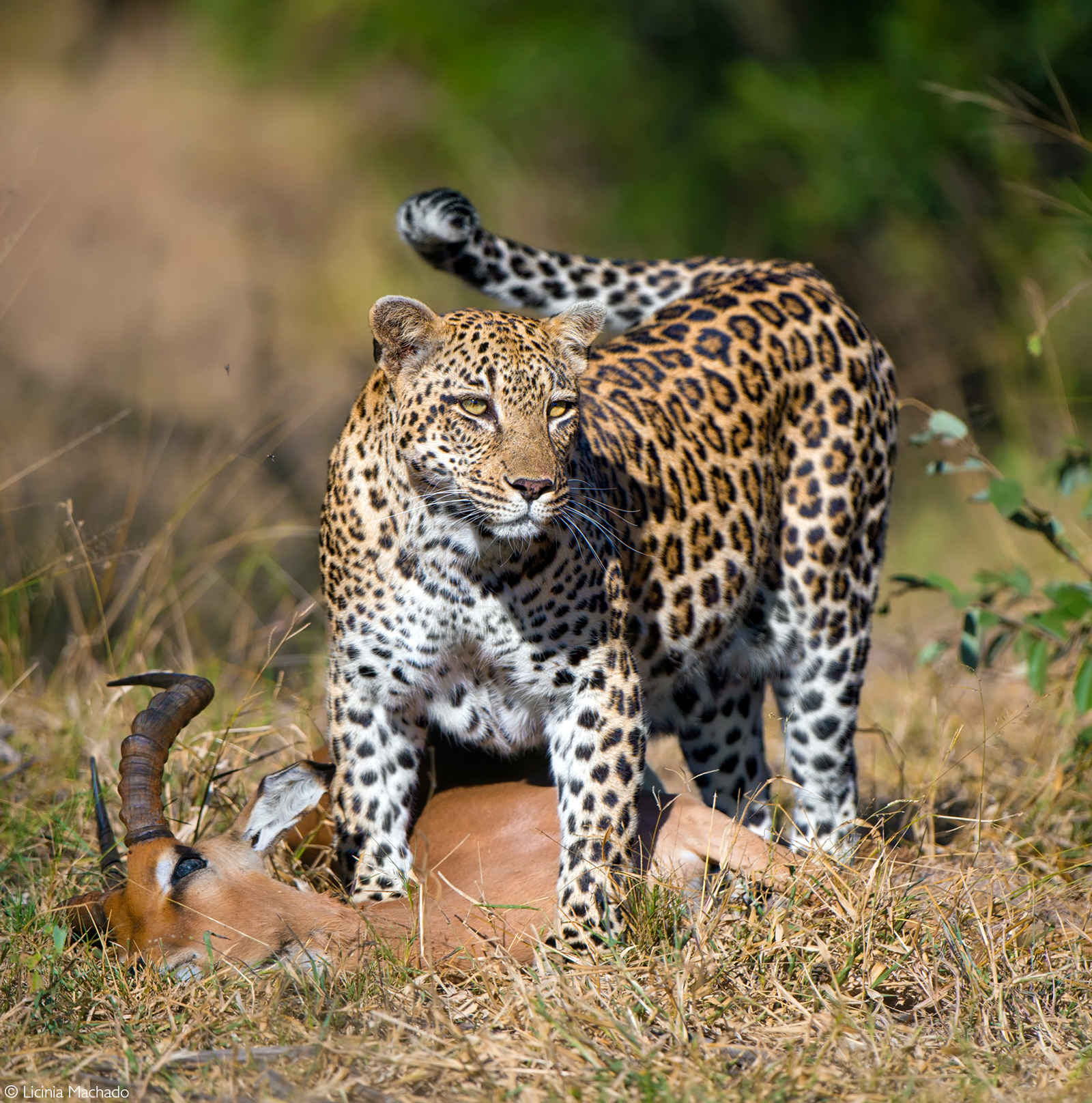 Female leopard with impala kill. Kruger National Park, South Africa © Licinia Machado