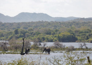 Elephants in Majete Wildlife Reserve, Malawi