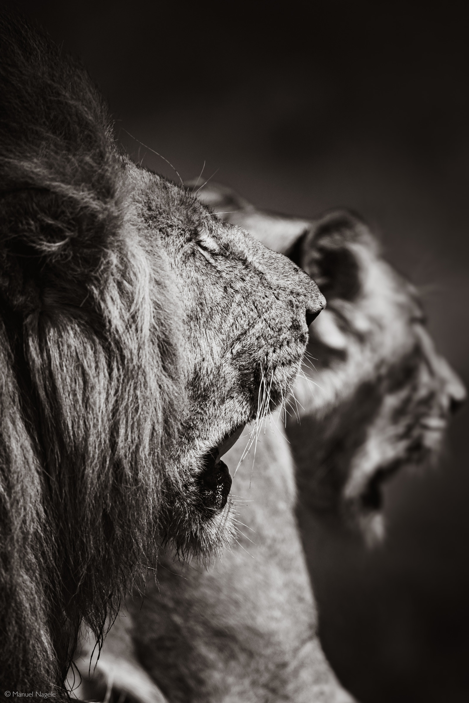 A mating pair of lions. Maasai Mara National Reserve, Kenya © Manuel Nägele