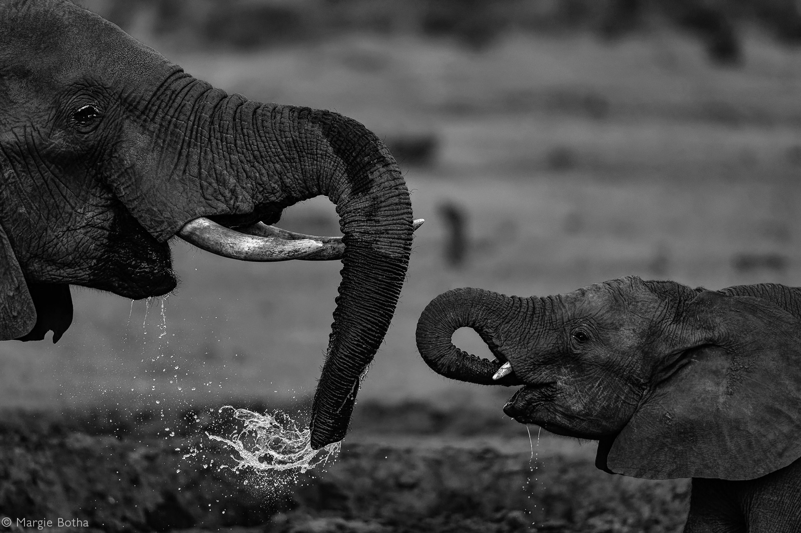 An elephant and a calf drink at a waterhole. Savuti, Botswana © Margie Botha