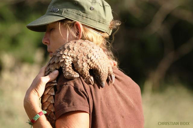 The Birth Of A Pangolin Africa Geographic