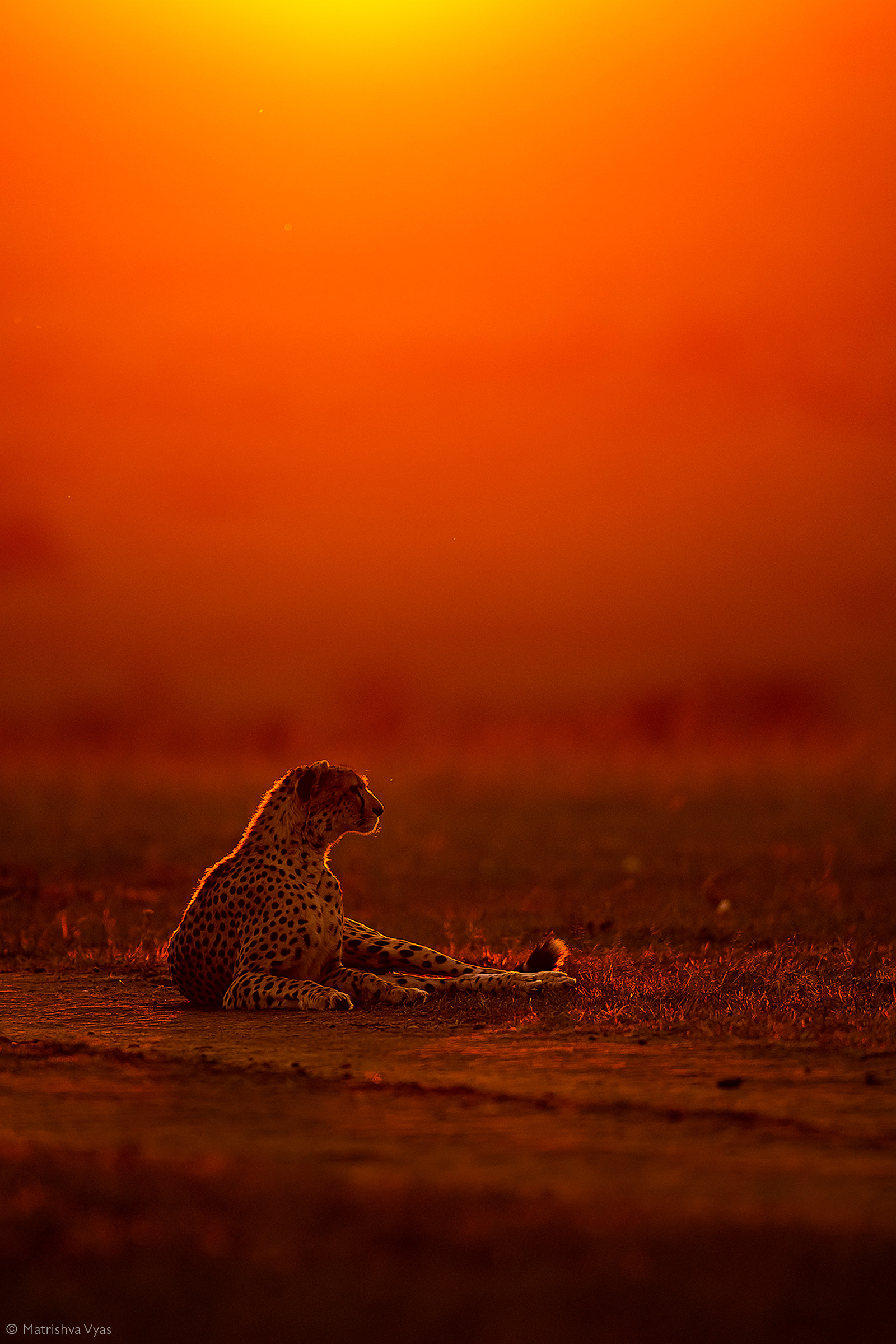 Cheetah photographed against the evening sky. Maasai Mara National Reserve, Kenya © Matrishva Vyas