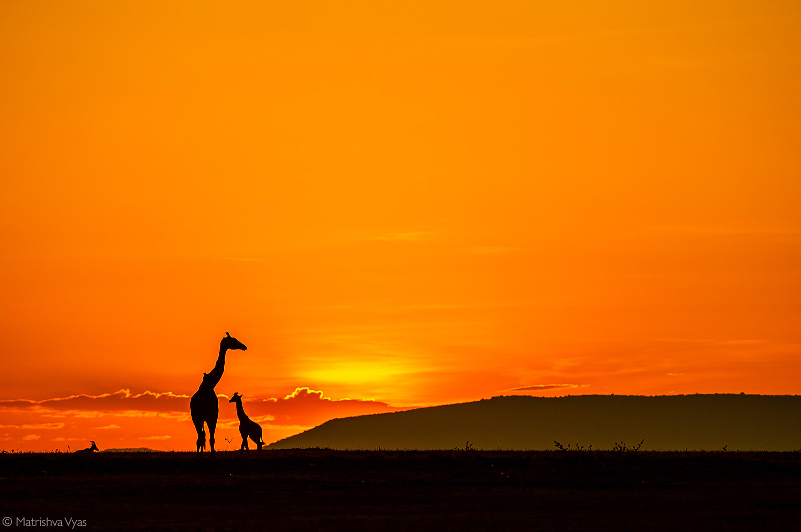 Silhouette of a giraffe mother and her baby. Maasai Mara National Reserve, Kenya © Matrishva Vyas