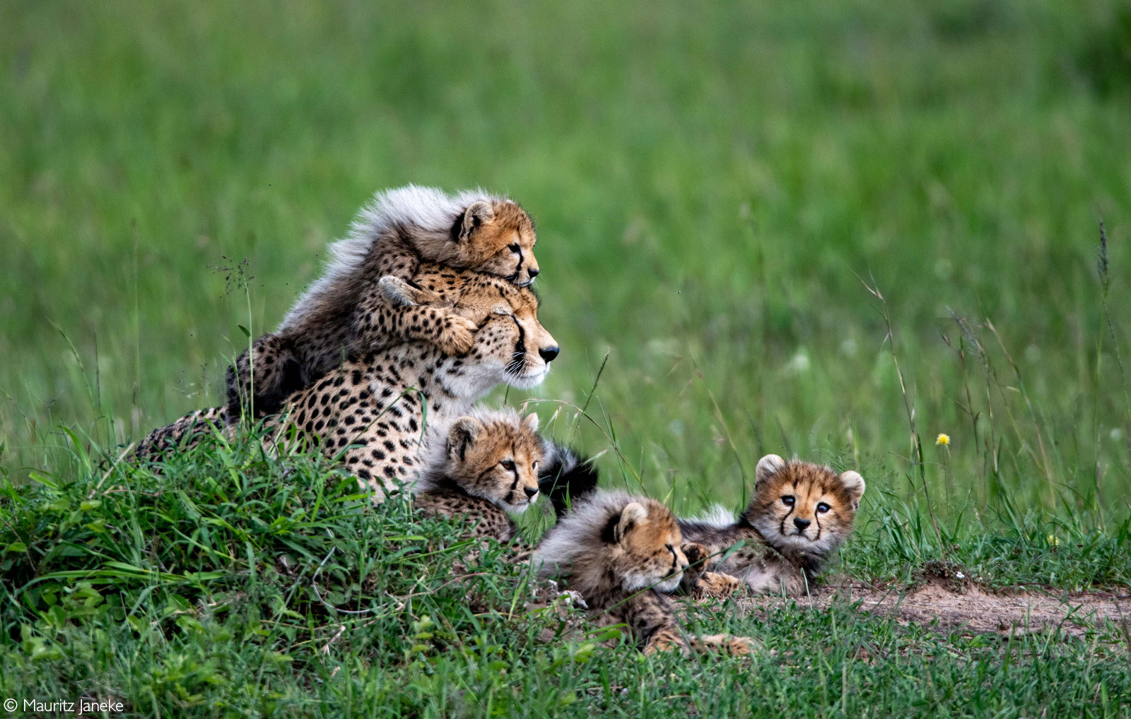 A moment captured with Siligi the cheetah and four of her seven cubs. Maasai Mara National Reserve, Kenya © Mauritz Janeke