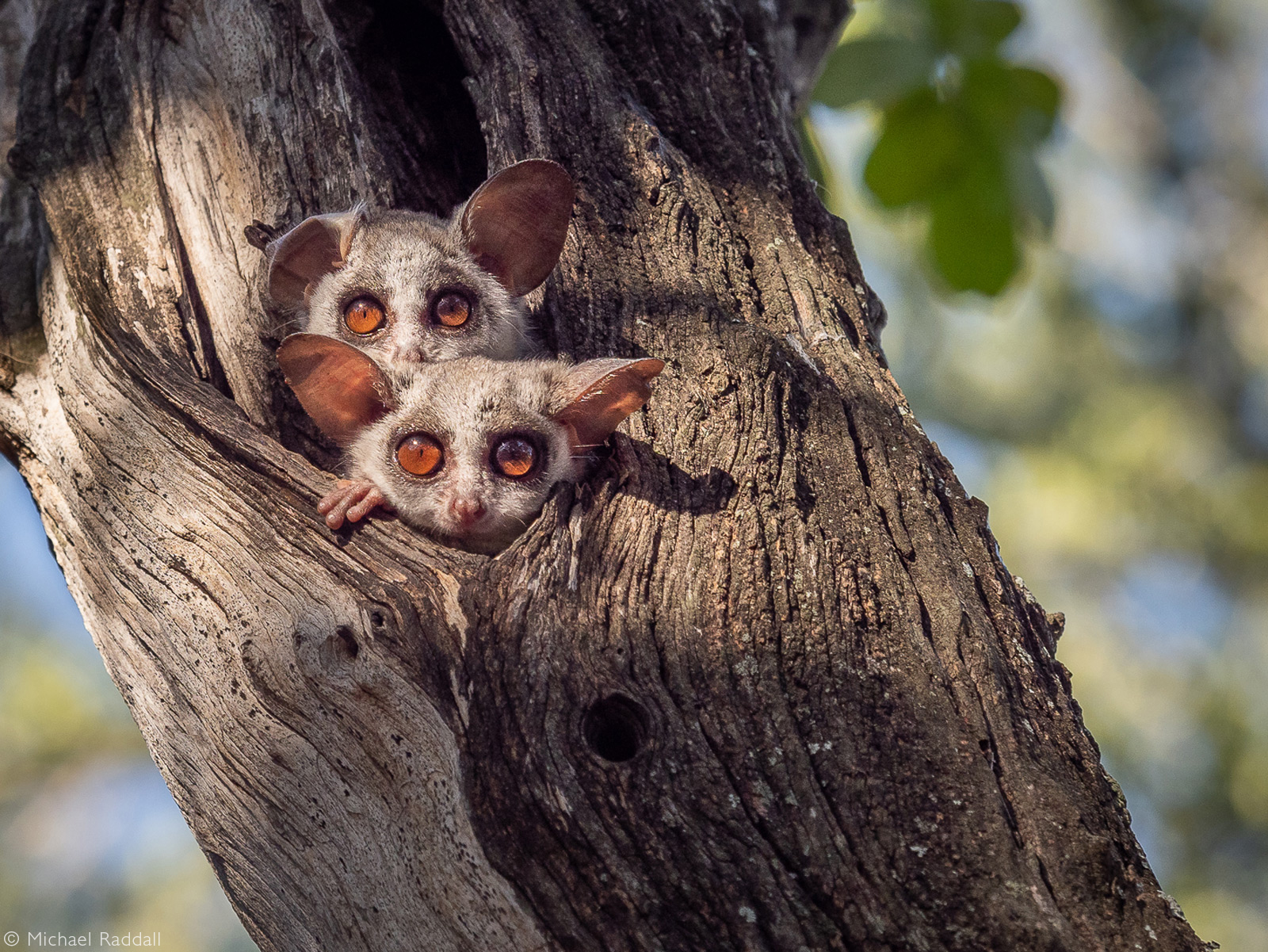 Lesser bushbabies peek through a hole in a tree. Thornybush Private Game Reserve , South Africa © Michael Raddall